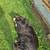 Bernese mountain dog 3 thumbnail