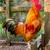 Nankin Bantam Hens and Roosters 2 thumbnail