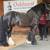 Gypsy Vanner Stallion Standing in 2026 1 thumbnail