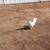 LEGHORN HENS 4 thumbnail