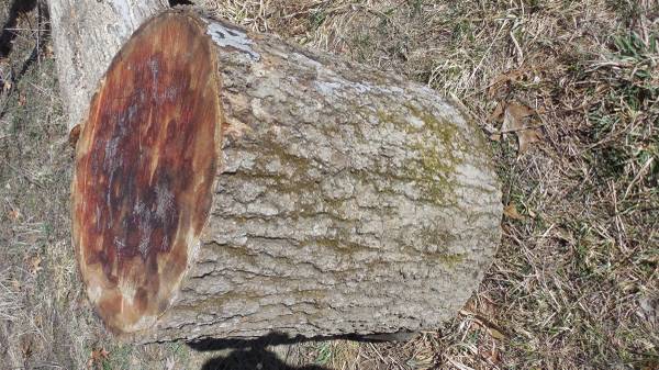 oak logs, up to 10 ft long. 8 cents a pound. 1