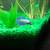 Betta owner needs help 3 thumbnail