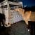 AQHA Dunskin gelding 6 thumbnail