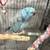 Birds . 3 thumbnail