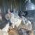 Chickens 4 thumbnail