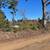 3 acres +/- linden TX 1 thumbnail