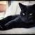 Pet Digital Portraits - Free service 24 thumbnail
