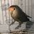 lovebird 1 thumbnail