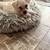 Schnoodles! 2 thumbnail