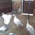 Royal Palm turkey poults 1 thumbnail