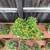 Trident Maple Bonsai Forest 4 thumbnail