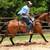 Beginner & Family-Friendly Horses | Safe Trail Partners - Trinity 2 thumbnail