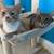 Cats need a loving home 1 thumbnail