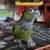 Black capped conure parrot 3 thumbnail