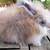 Pedigreed English Angora Bunny Rabbit Lilac Harlequin Doe 2 thumbnail