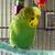 Budgies 2 thumbnail
