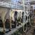 Dairy herd, registered adga 6 thumbnail