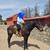 Thoroughbred Gelding 1 thumbnail