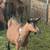 Oberhasli dairy goats gor sale 4 thumbnail