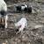 Potbelly piglets! 9 thumbnail