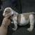 english bulldog 1 thumbnail