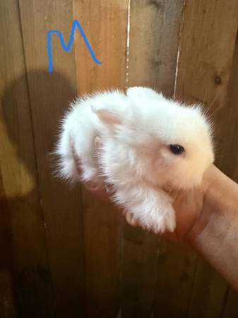 Baby bunnies lionhead (Houston tx 77040)63859318029569120