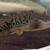 shortbody delhezi bichir fish 1 thumbnail