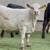 Finished Grain Fed Feeder Steers & Heifers Butcher Calf 16 thumbnail