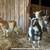 Goats and Ducks 1 thumbnail