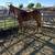 Grade Gelding 1 thumbnail