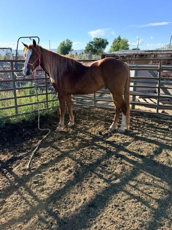 Grade Gelding 1