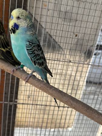Budgies & parakeets578026136048783367