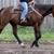 Appendix Quarter Horse Mare 2 thumbnail