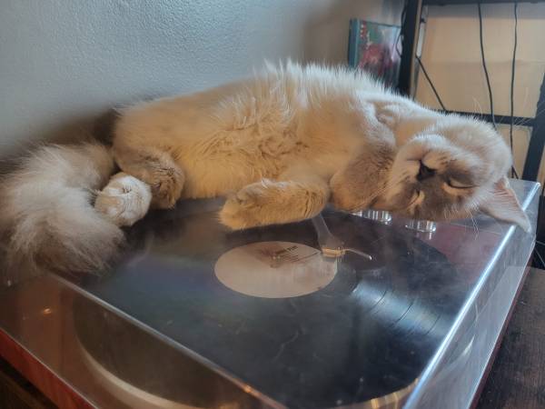 6 month old kittens (St. Johns)63958289111555123
