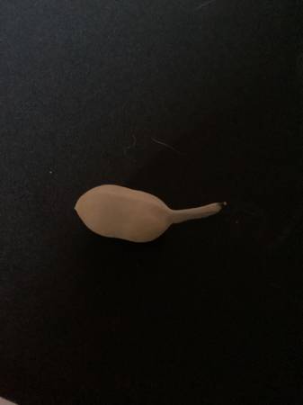 Need rides for errands month of November (Carter Park)64283112433667120