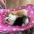 Guinea Pigs 3 thumbnail