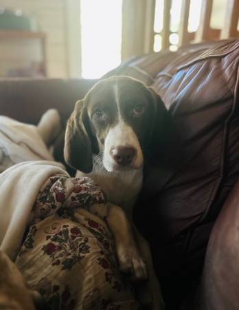 Walker hound mixed puppy (Rincon)64146956263811120