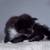 SavanaCoon (MaineCoon & Savannah cat, best of both worlds) 8wks, playful & sweet 3 thumbnail