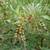 Perennial Pigeon Pea Gandules Cajanus Cajan 3 thumbnail