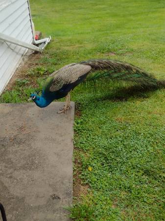 Peacocks 1