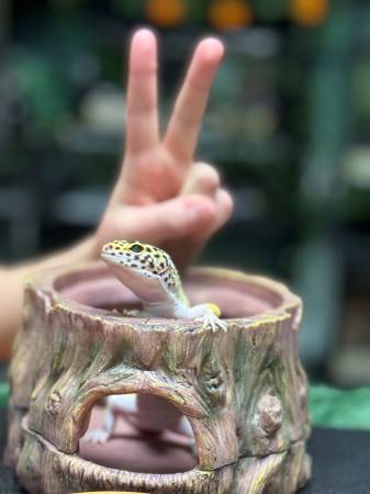 free tripod leopard gecko63920762541571121