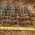 Large Lot of Trunk Hardware for Restoration - Many Styles, Pieces LOOK 6 thumbnail