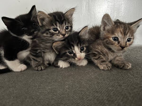Gatitos lindos buscando un buen hogar (Los Ángeles)63869929008899120