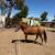 Horse 1 thumbnail