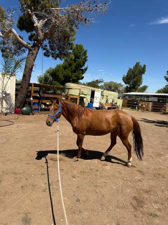 Horse 1