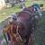Saddle 7 thumbnail