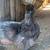 Silkie hens 18 thumbnail