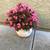 A large flowering begonia plant in a pretty white ceramic pot 1 thumbnail