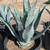 Agave 4 thumbnail