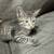 8 week old kittens 2 thumbnail